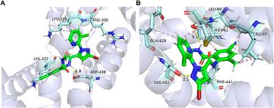 Detection of ryanodine receptor G4911E and I4754M mutation sites and analysis of binding modes of diamide insecticides with RyR on Galeruca daurica (Coleoptera: Chrysomelidae)